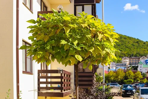 Catalpa bignonioides Aurea tree with yellow crown or leaves and different bushes on the street with blurred sunny or autumn background.